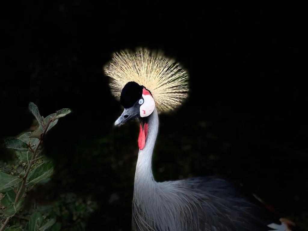 Une grue couronnée appartenant à Olivier Gauzignac