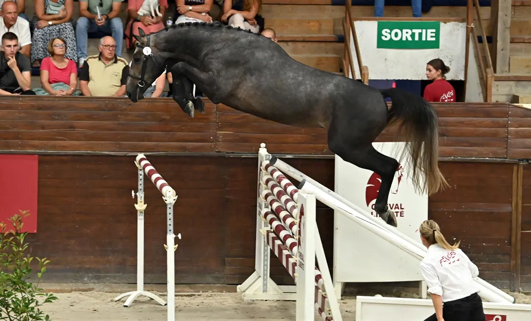 JO a été adjugé 50.000 euros.