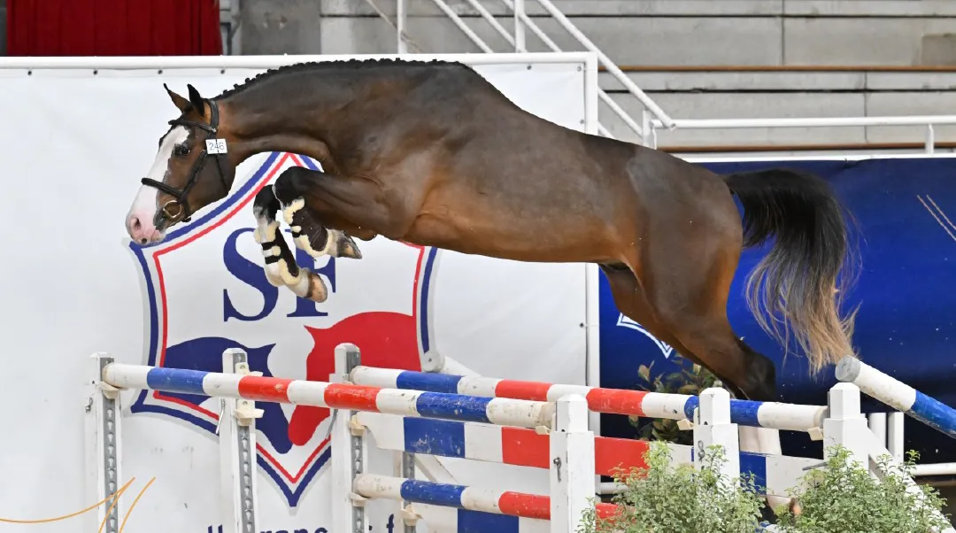 Sacré champion des deux ans, Napoléon (Grandorado x Andiamo Semilly) a ravi son naisseur Thomas Carlile, qui le montera peut-être dans quelque temps.