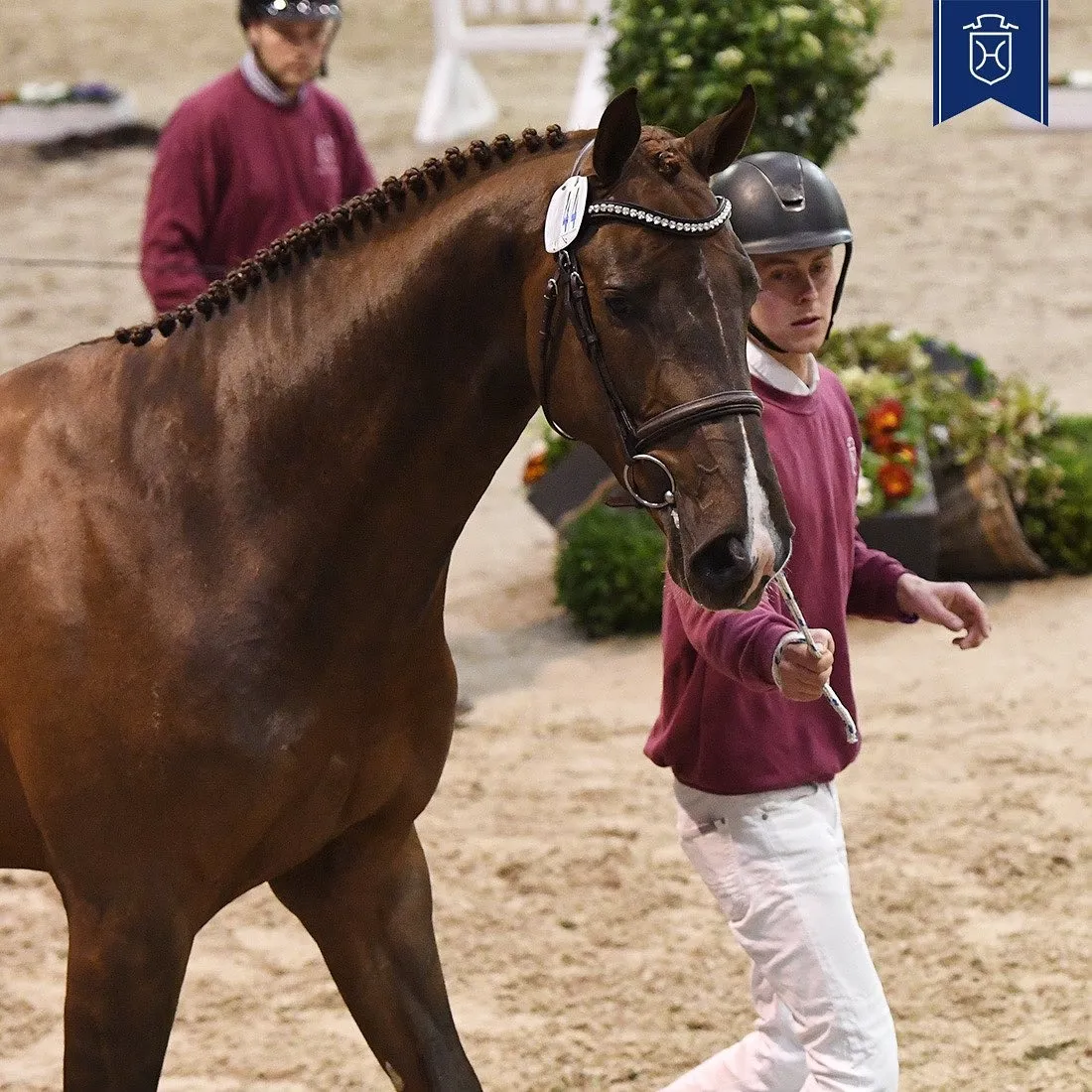 Dinello est, aux côtés du champion d'approbation, l'autre descendant de Diamant de Semilly primé à Neumünster.