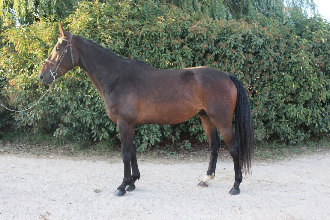 Fog Chapotiere, souche Qlassic Bois Margot (bai brun)/Galilea Peguignon par Canturo, souche Panama Tame (bai)/Guatape de Kogis par Diamant de Semilly, souche Quatoubet du Rouet (bai tête à gauche).