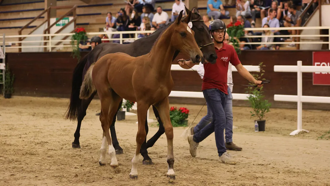 High Level Devil a été adjugé 145.000 euros, record mondial pour un foal.