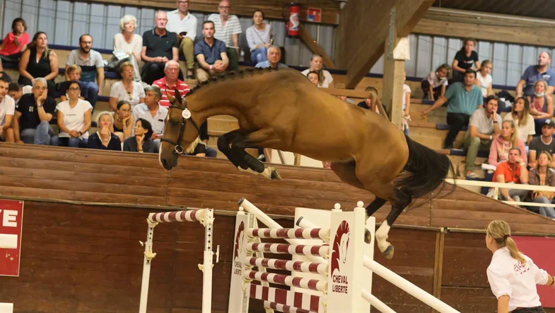 Ibou du Bidou (SF, Cicave du Talus x Ulpien d’Elle) a changé de main pour 135.000 euros.