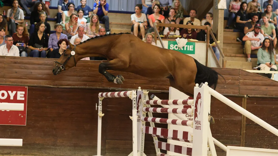 Corvette van Schuttershof (Z, Cornet Obolensky x Kashmir van Schuttershof) a éré adjugé 120.000 euros.