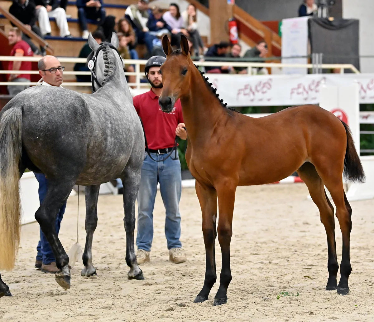 Prada d’Altenbach, top price des foals, a été adjugée 56.000 euros.