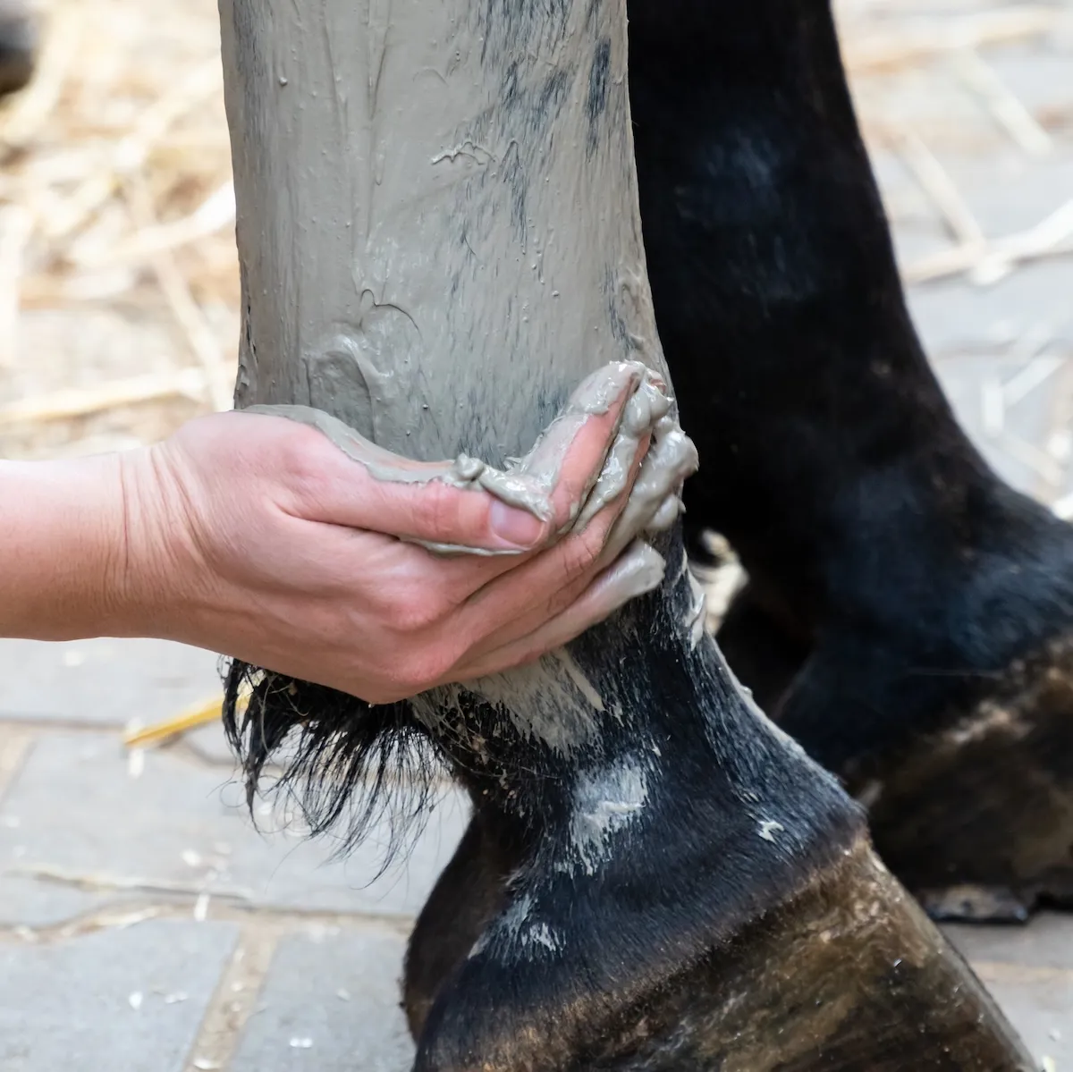 Prendre le temps d’échauffer sa monture avant le travail apparaît comme central dans la prévention des douleurs articulaires.