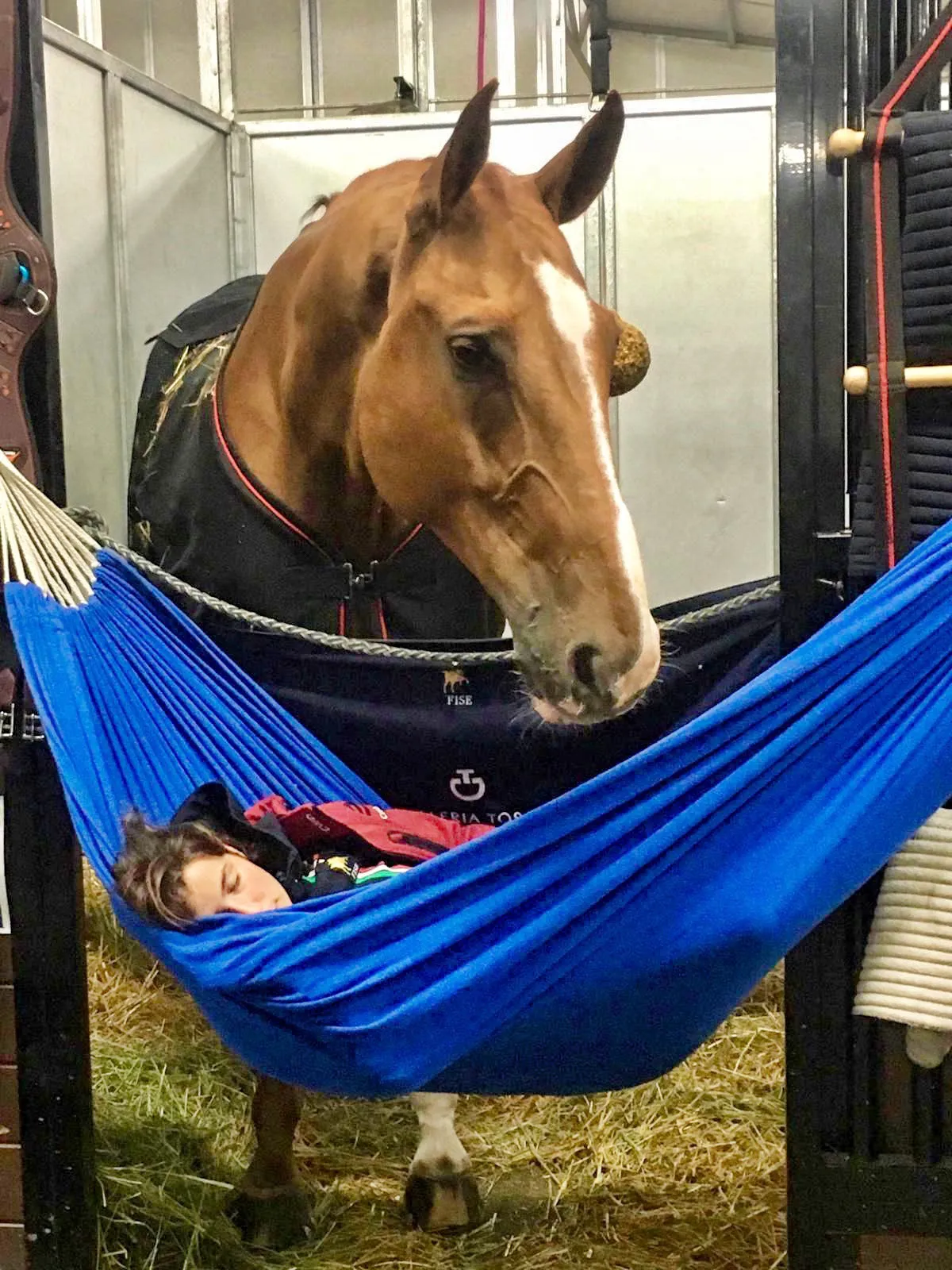 Alors qu’il était compliqué à gérer à ses débuts, Chalou ne manifeste plus de crainte en présence de sa groom, qui n’hésite pas à dormir tout près de lui.