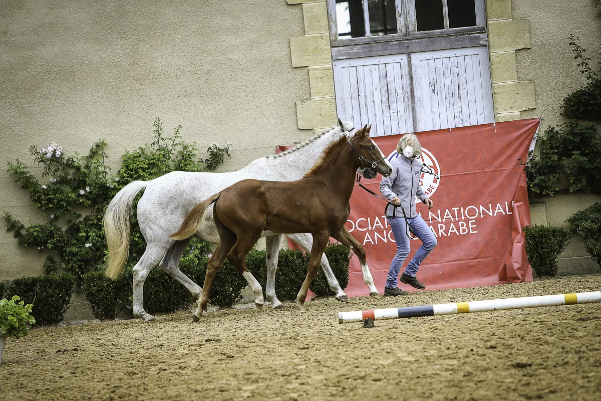 Koupacoeur M remporte la section mâle 