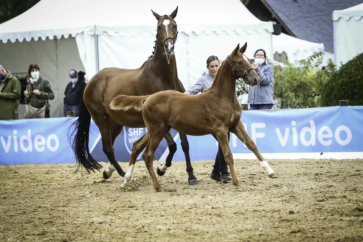 Kahina Djurdjura, championne des Femelles Sections III