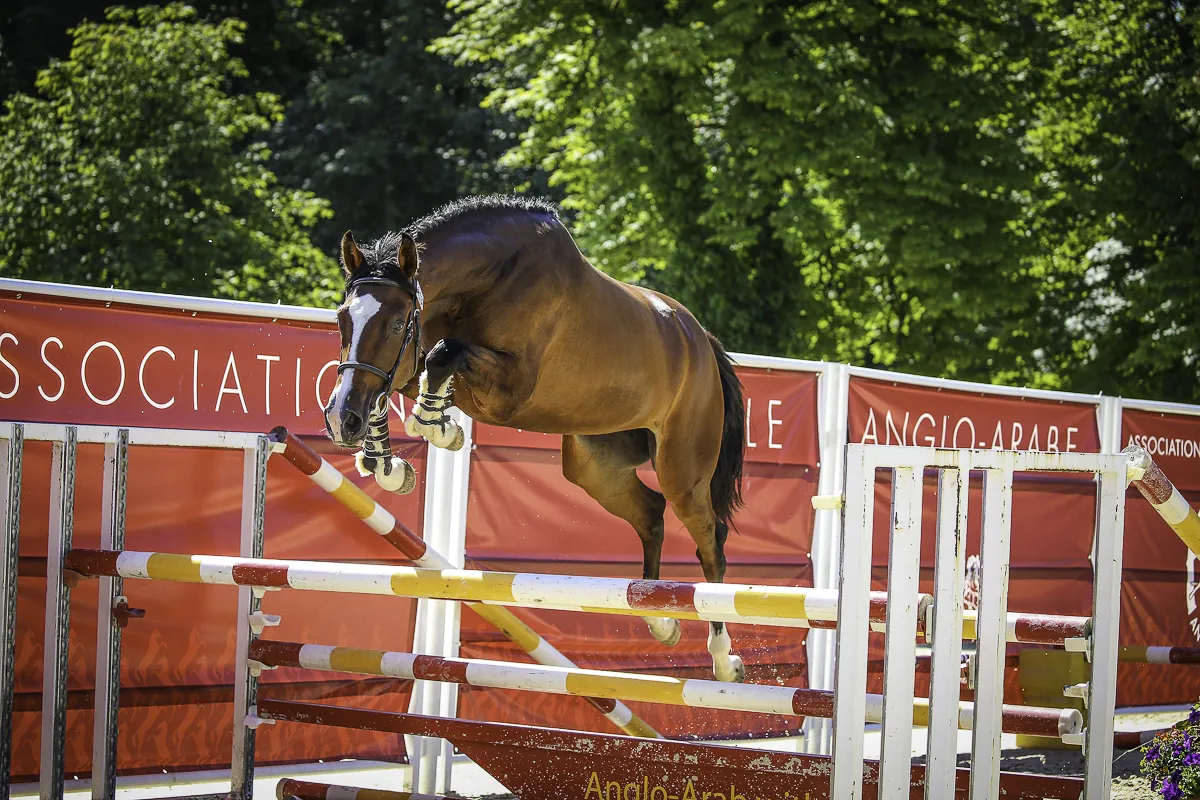 Ivresse du Vialard, splendide championne des 2 ans section I et II 