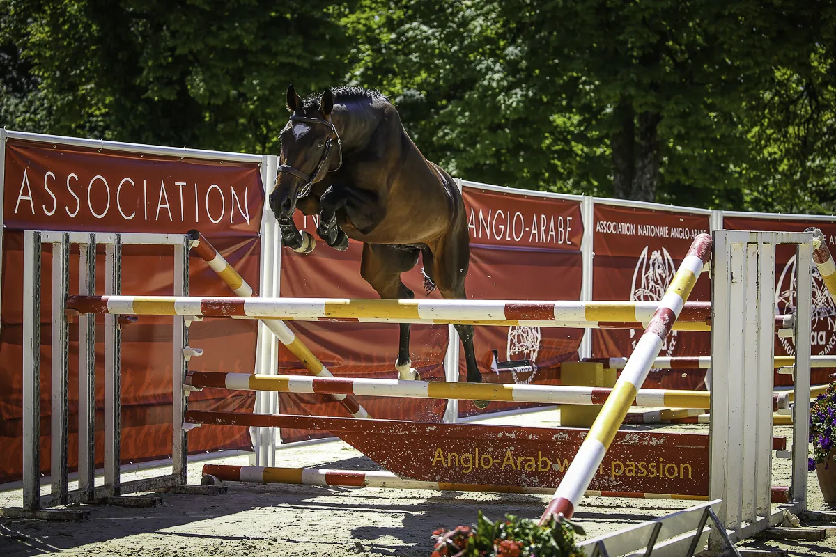 Hunkydory Camphoux suivra-t-il les pas de son illustre grand frère?