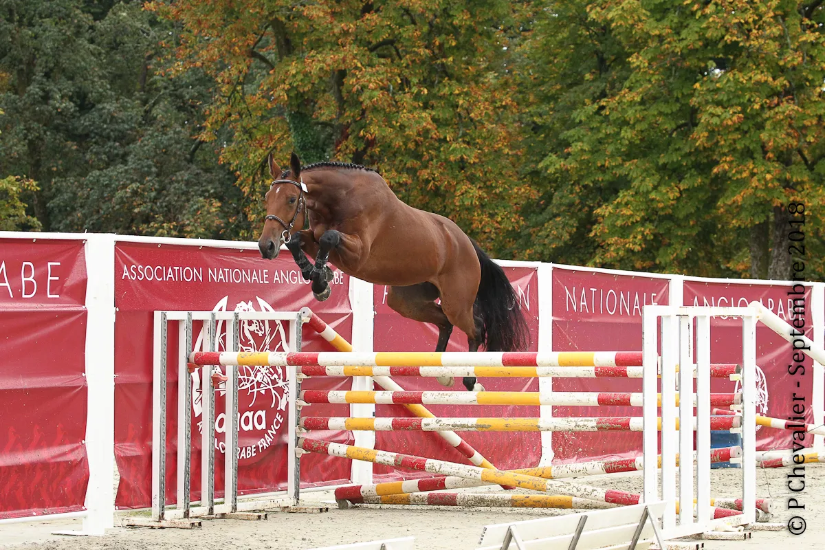 Fruit Dadamego très beau cheval de sport d'avenir