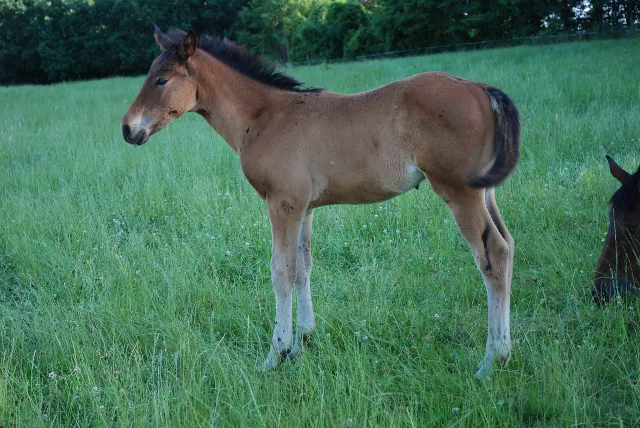 Unick du Francport, alors âgé de quelques mois. 