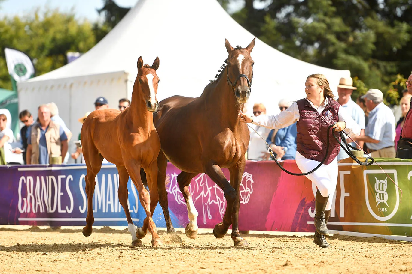 Lin’go de Crabille (AA, Djaros de Leyre x David de la Brunie).