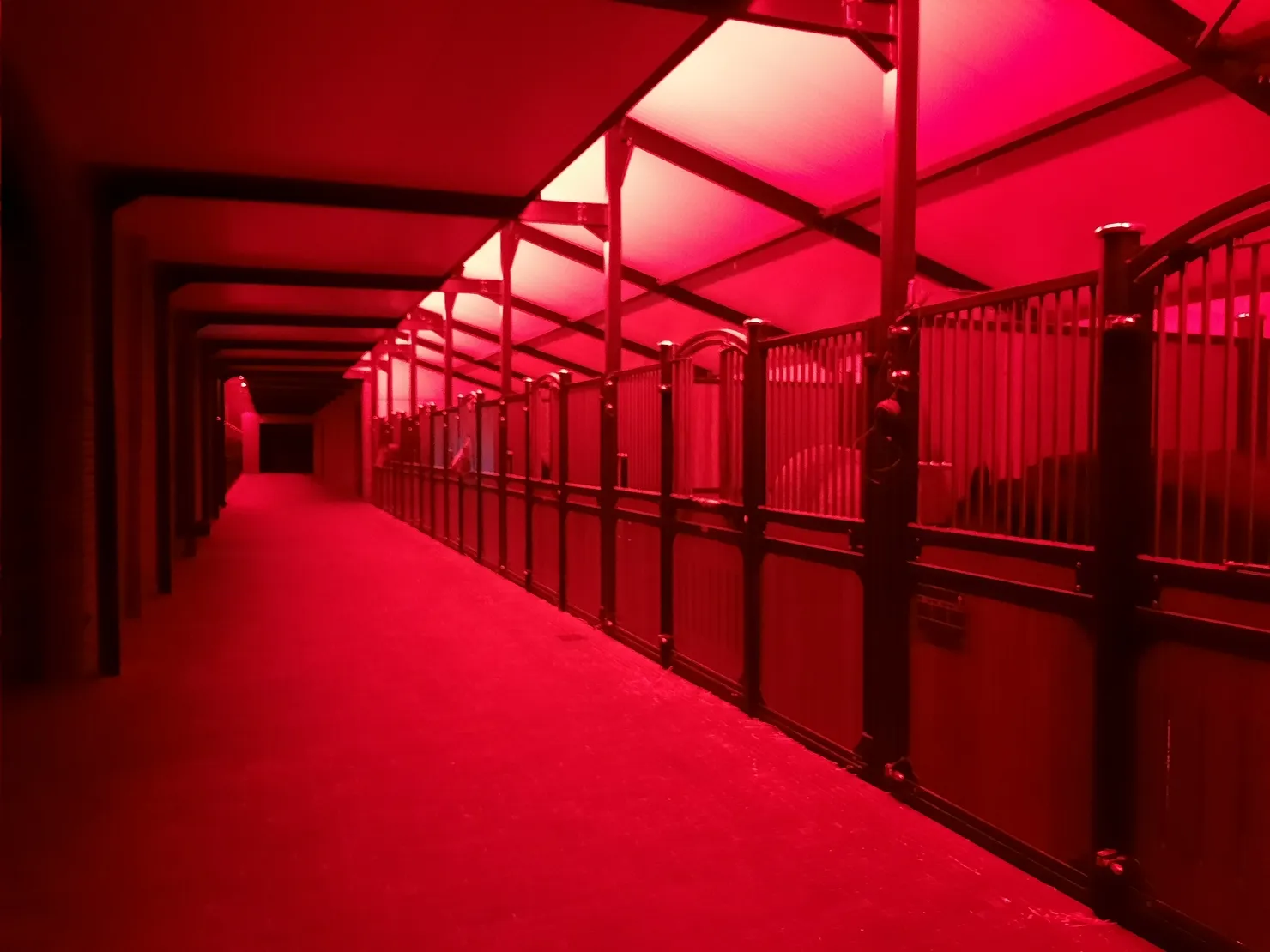 La lumière rouge, que les chevaux ne perçoivent pas, est très intéressante pour l'éclairage de l'écurie.