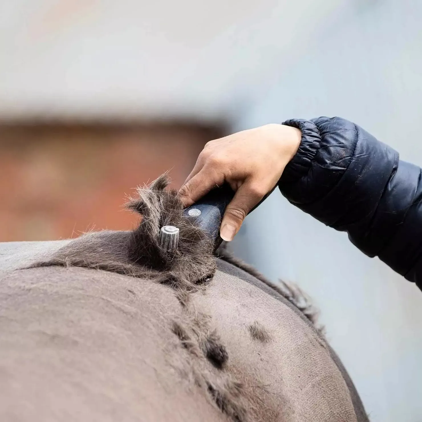 L'hiver, la plupart des chevaux de sport sont tondus.