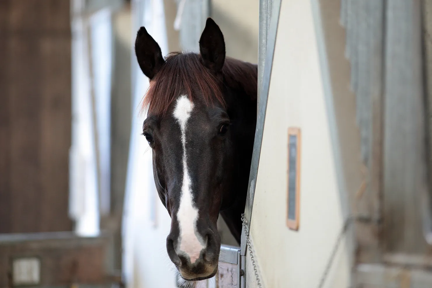 Jarnac dans son box du haras des M