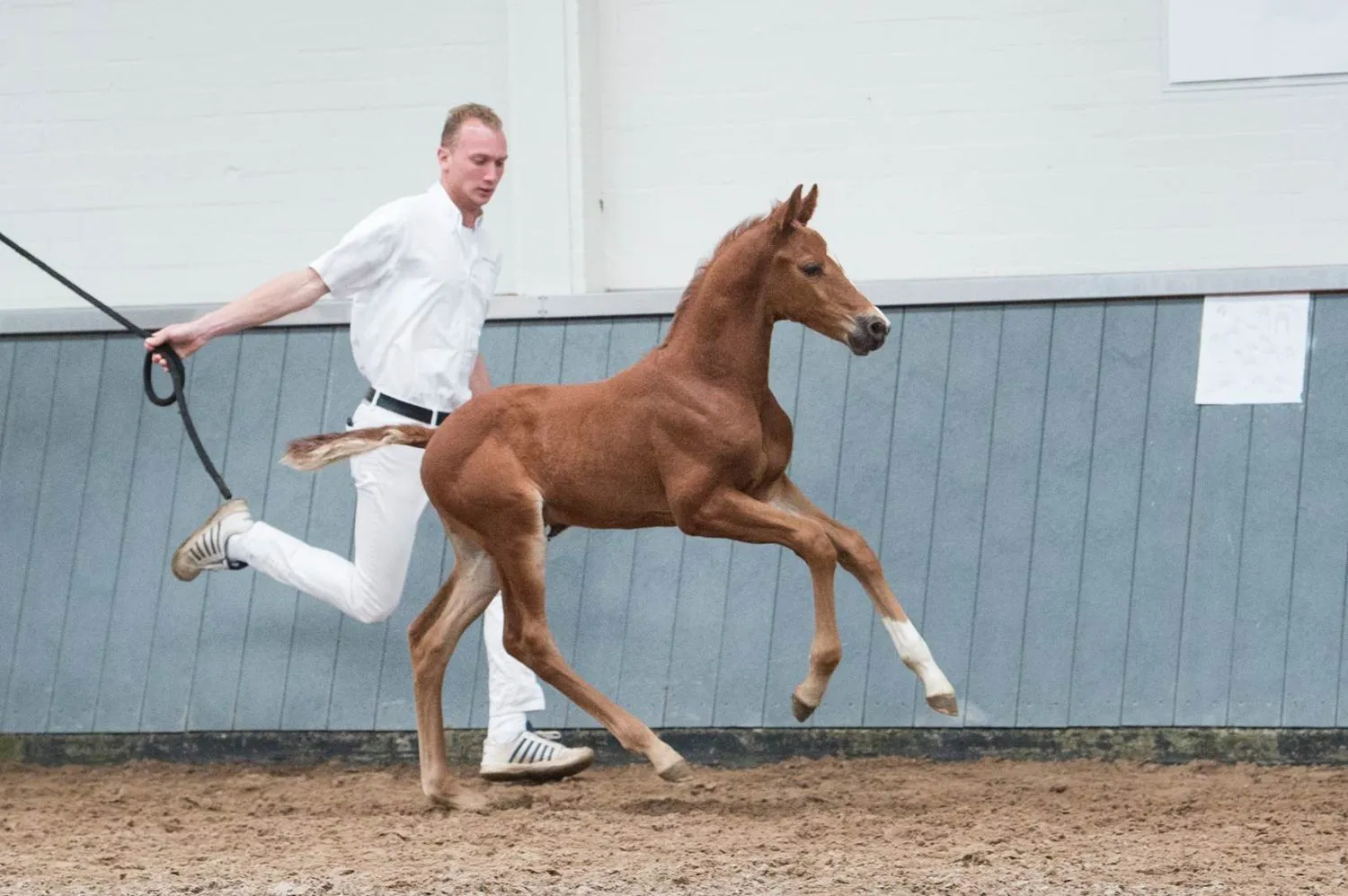Orlando Grandia (Candy de Nantuel x Heartbreaker)