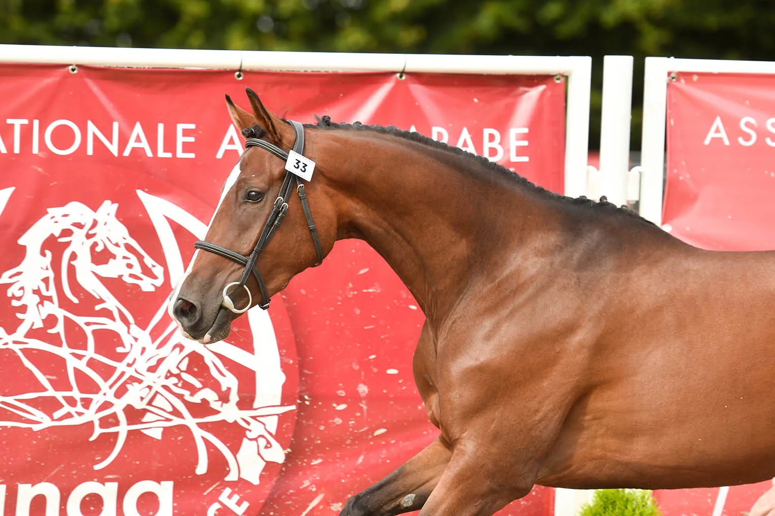 Ivresse du Vialard (AA, Cestuy La de Lesques x Iago C).