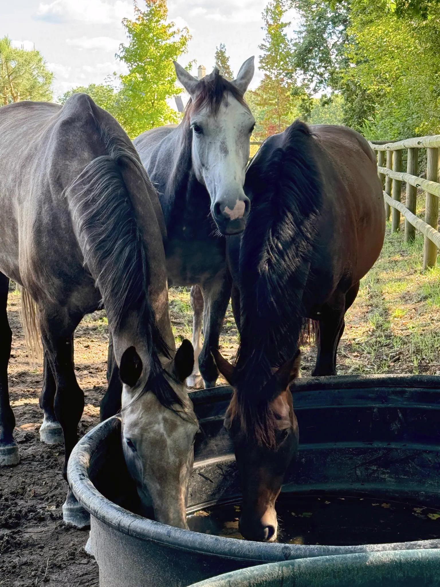 “Un équidé a besoin d’un véritable groupe stable pour interagir, jouer et établir une hiérarchie naturelle”, dit encore Éric Louradour.
