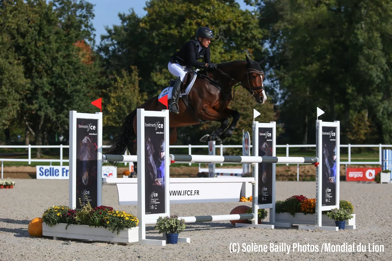 Ingrid Klimke et Cascamara, gagnante des six ans au Mondial du Lion d'Angers