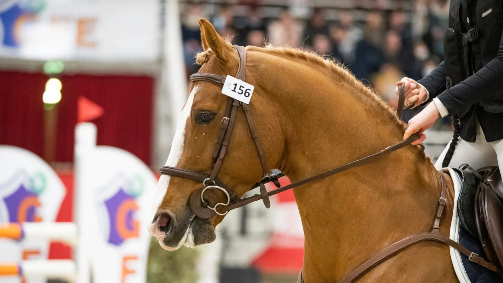 Concernant le cheval de sport, ce Salon est le dernier en France après la non-reconduction de celui de Bordeaux. 