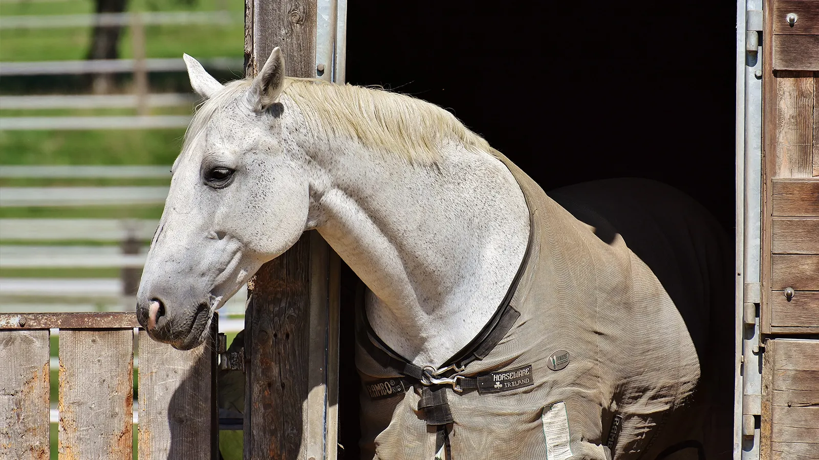 Les boxes dotés d’ouvertures vers des paddocks extérieurs sont un bon compromis entre liberté nécessaire du cheval et manque d’espace.