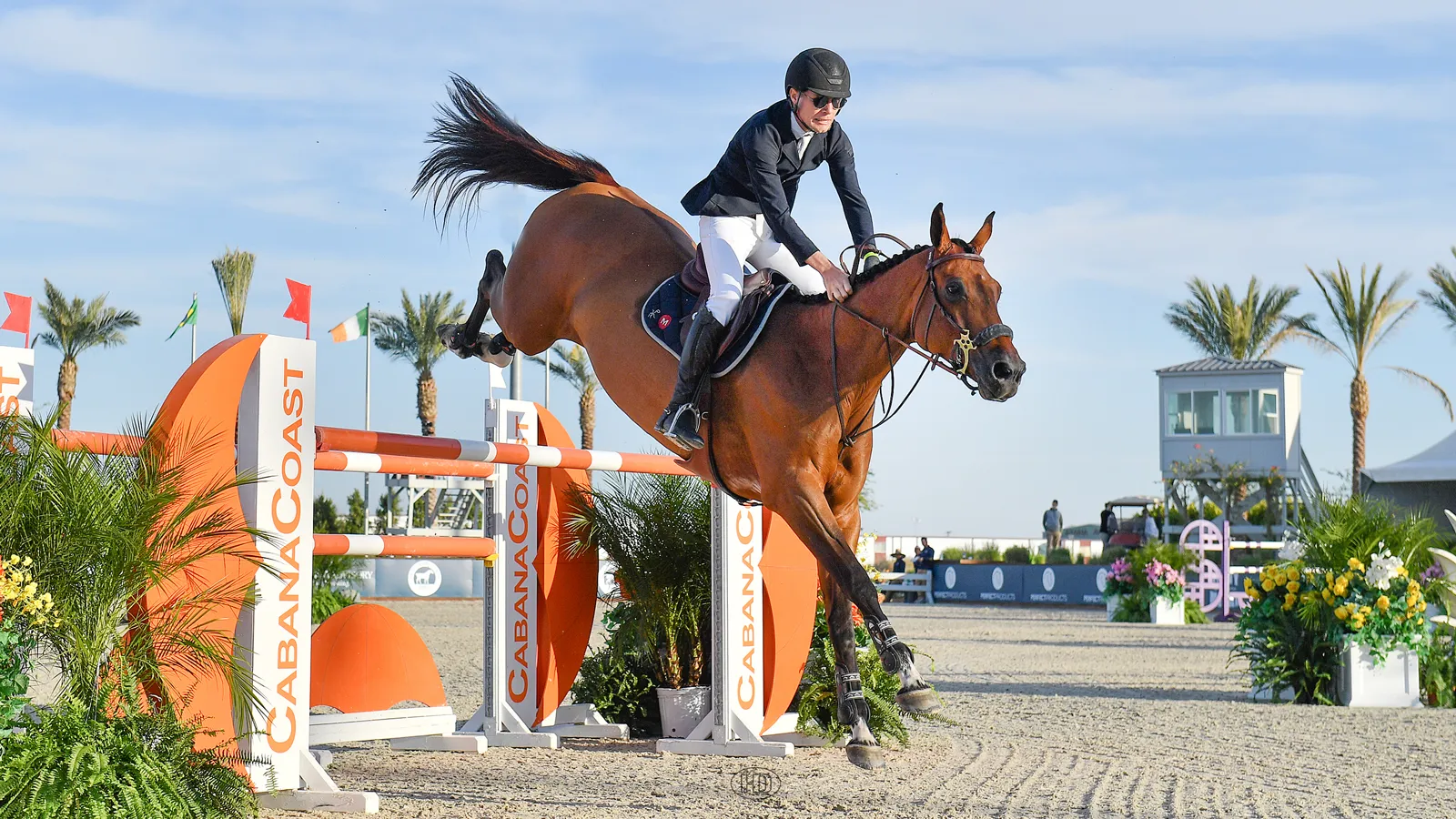 Caracole de la Roque a retrouvé son ancien hackamore avec bonheur. 