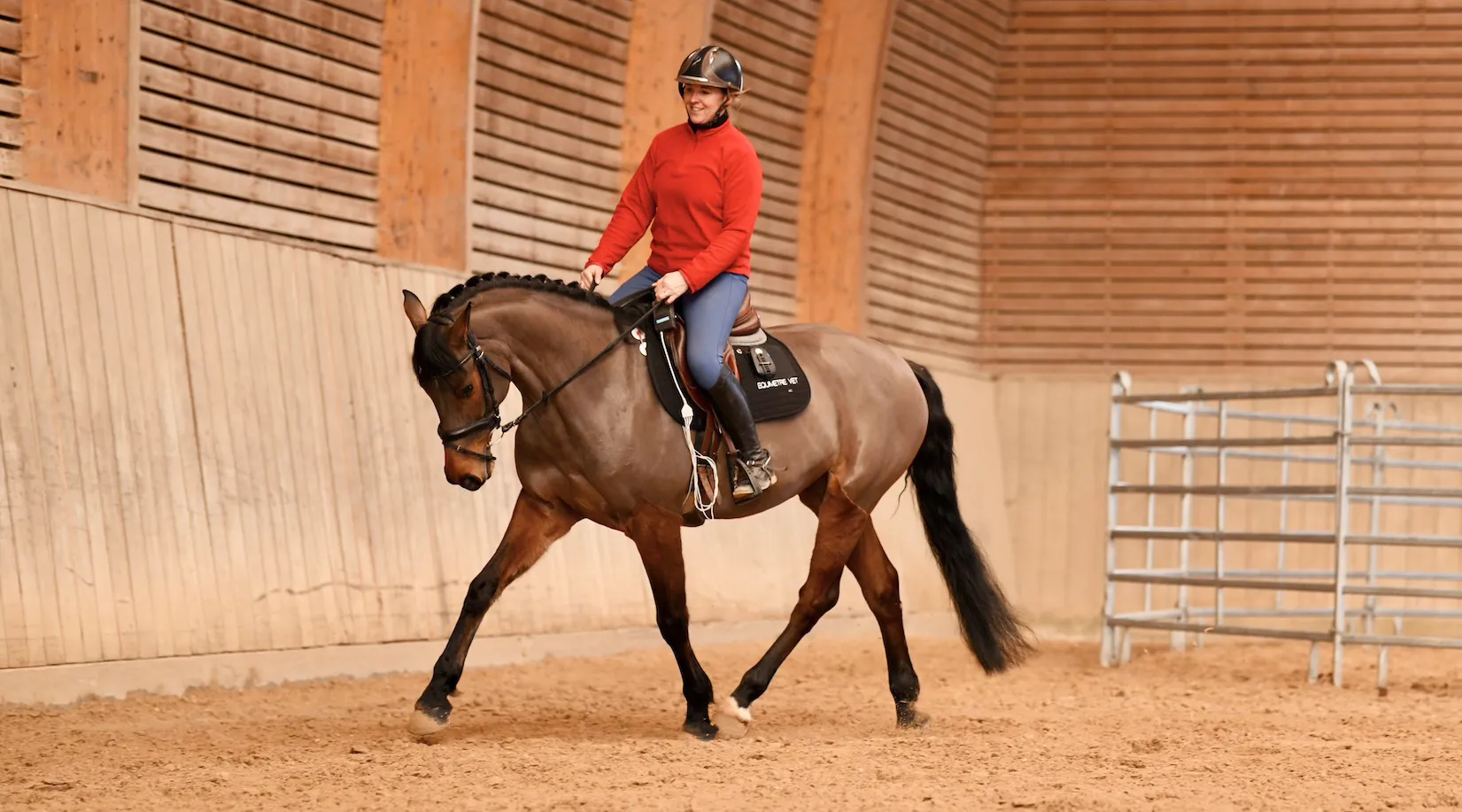Cheval équipé de l'outil Equimètre d'Arioneo