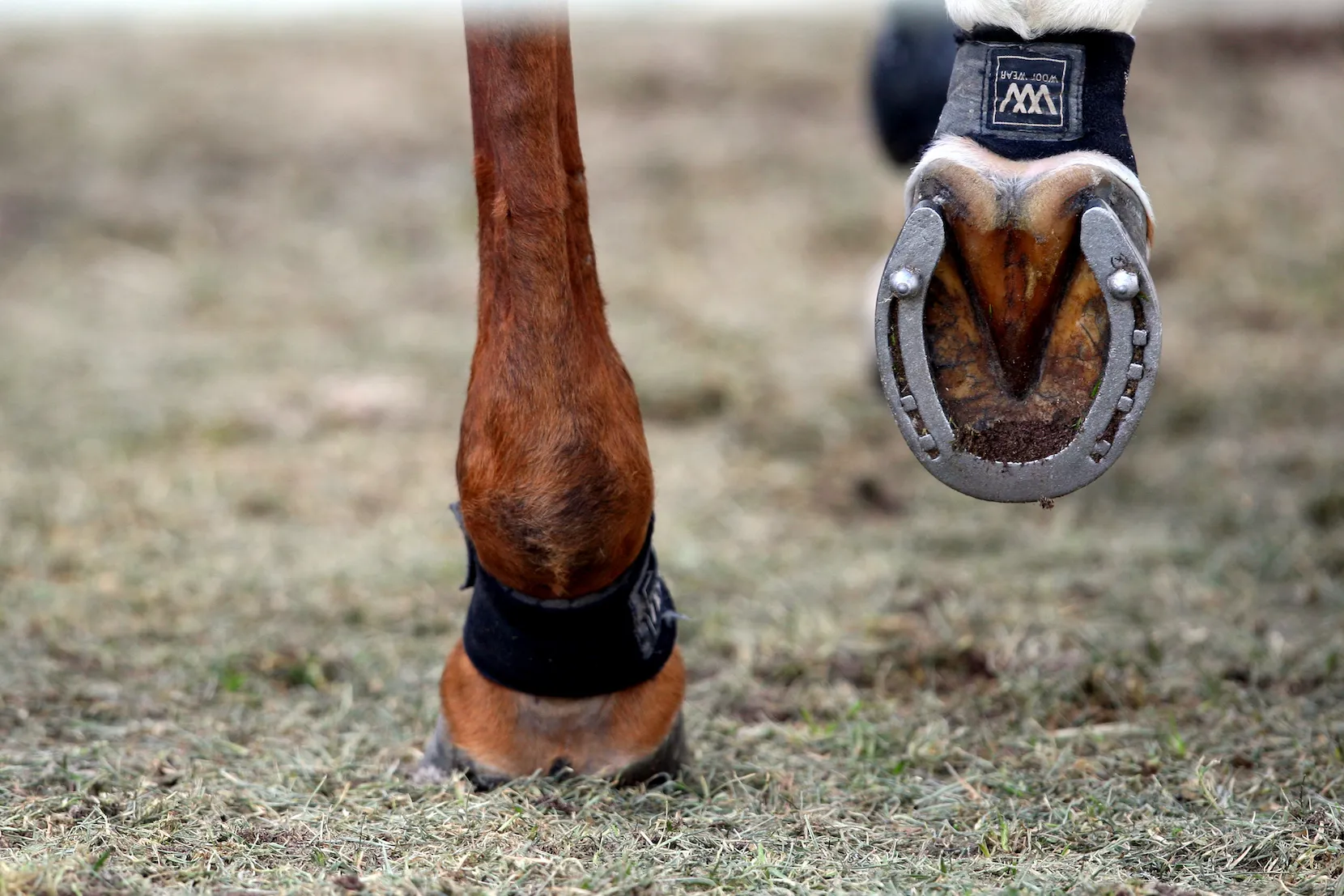 Protection du cheval 