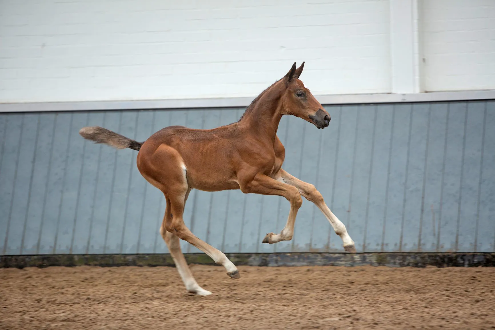 Ovidia (Glasgow van’t Merelsnest x Mr. Blue), a pour grand-mère maternelle VDL Group Think Twice II, ancienne championne de Leopold van Asten.