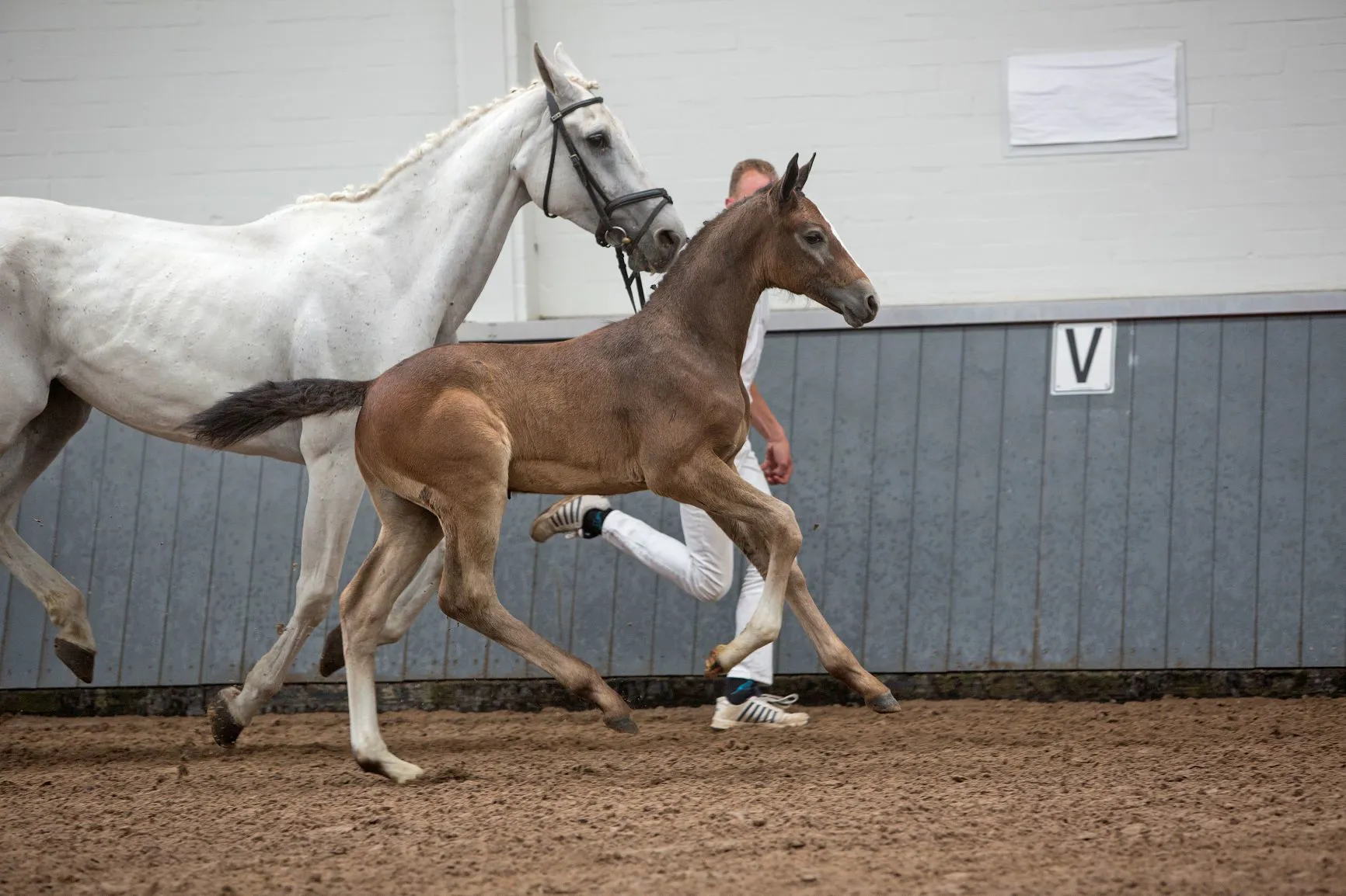 Tavi Z (Tobago Z x Chellano Z) est une petite-fille de Larthago, qui a déjà donné l’étalon Harley VDL.