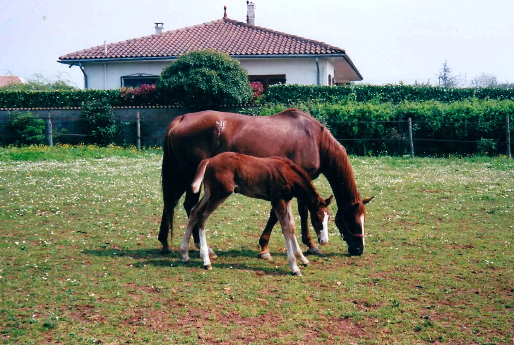 Fennecy Chétardie, la mère de Victorio des Frotards, et Twister des Frottards, son frère utérin.