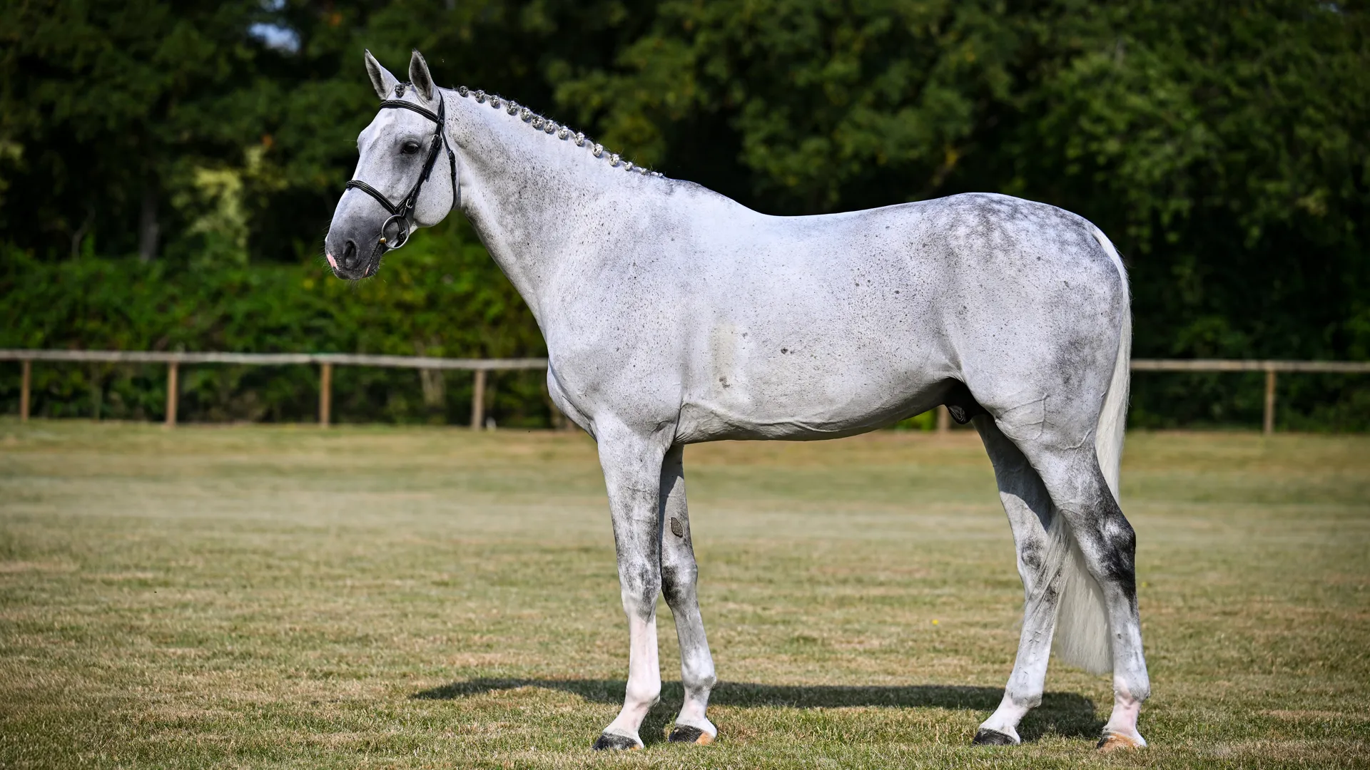 Ehning Flamingo, figure de proue de l’écurie de Pénélope Leprevost, sera lui aussi mis en vente.