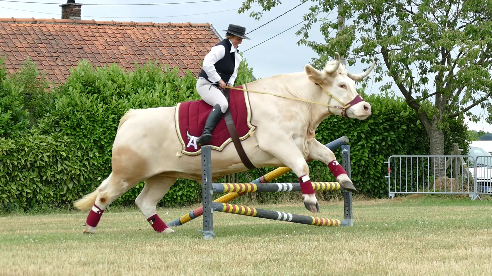 Comme Samy, Aston adore le saut d'obstacles. 