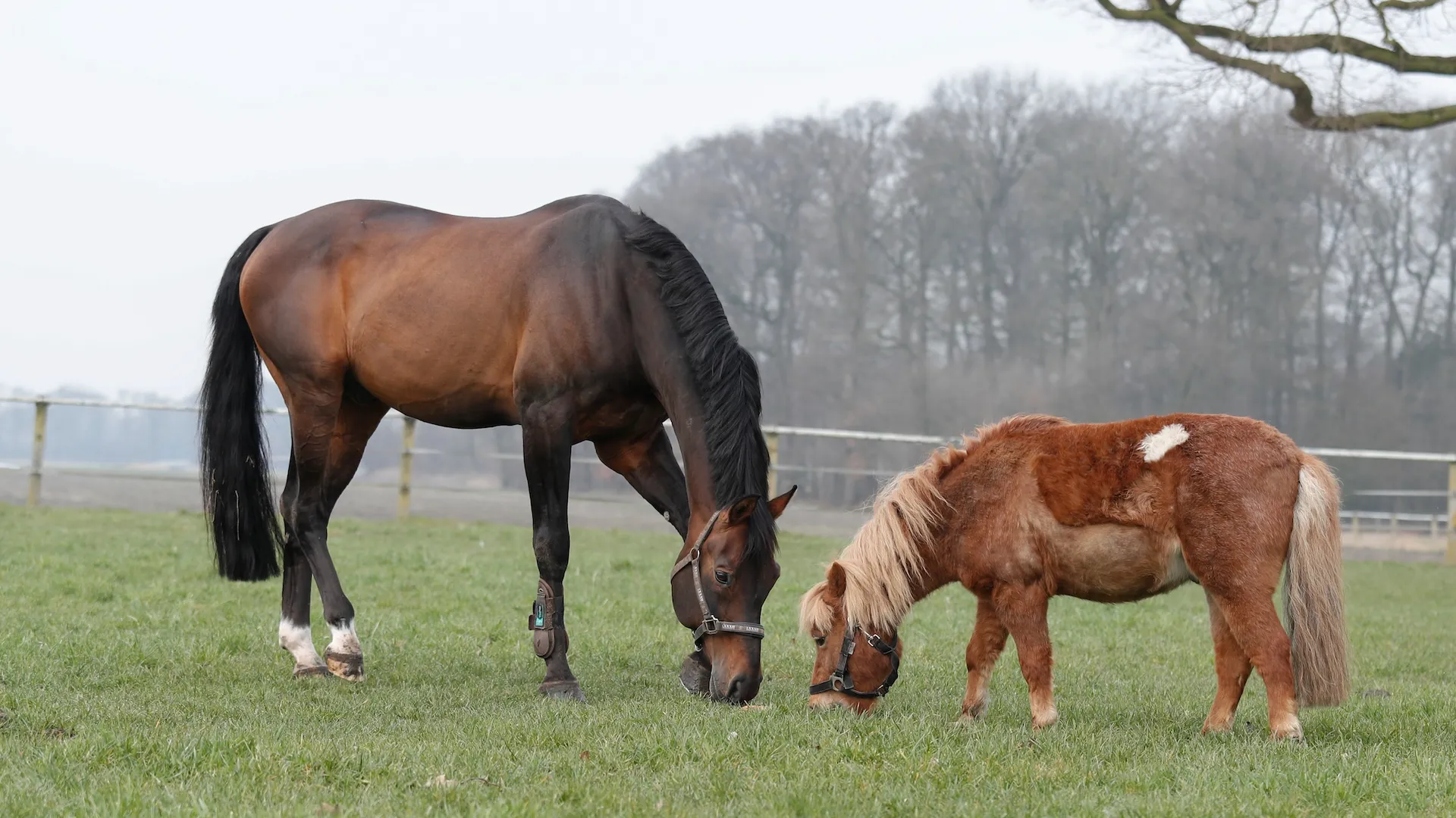 Sandro Boy a partagé sa retraite avec son indissociable shetland Max. 