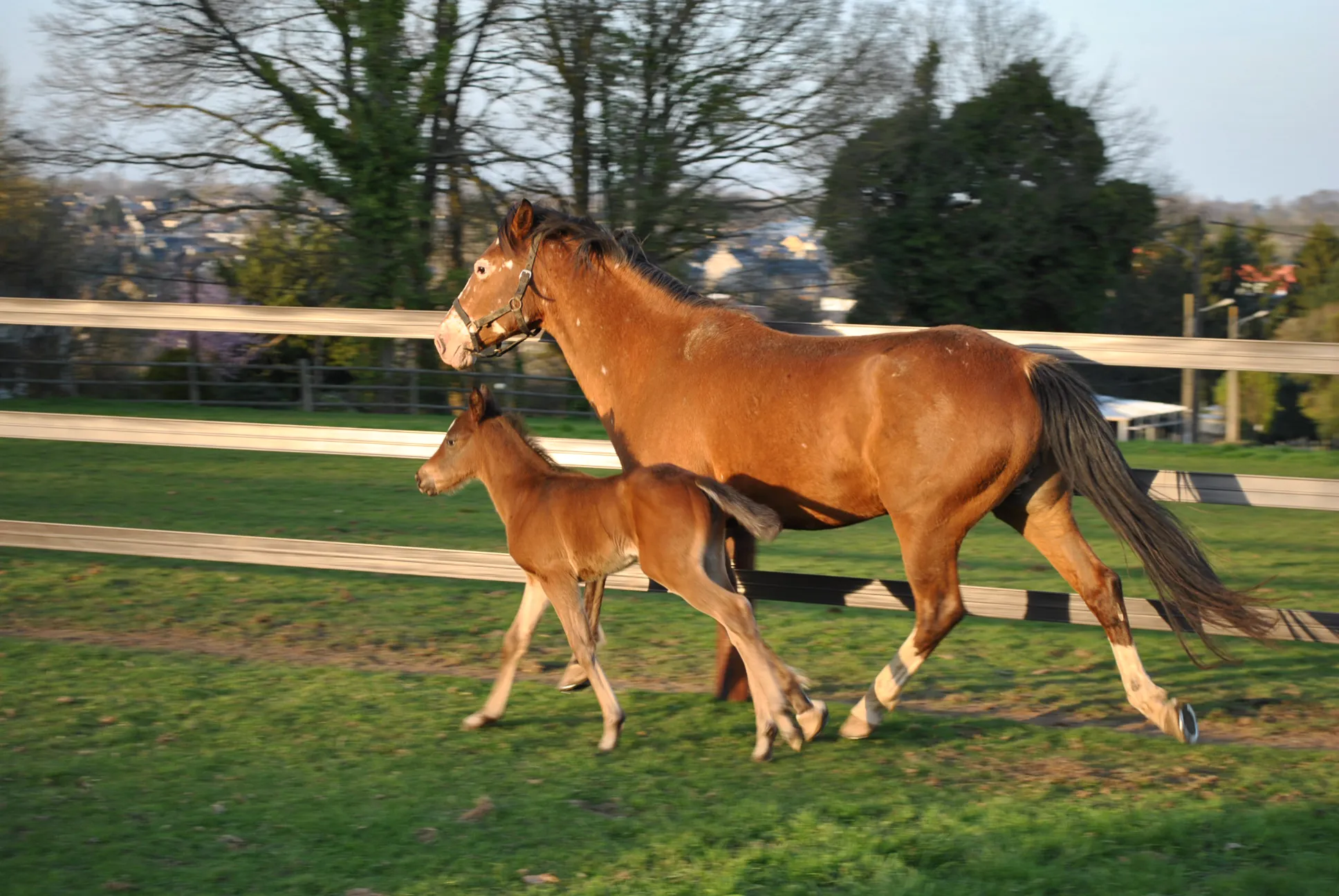 Sécurité maximale et qualité supérieure pour les chevaux et poulains