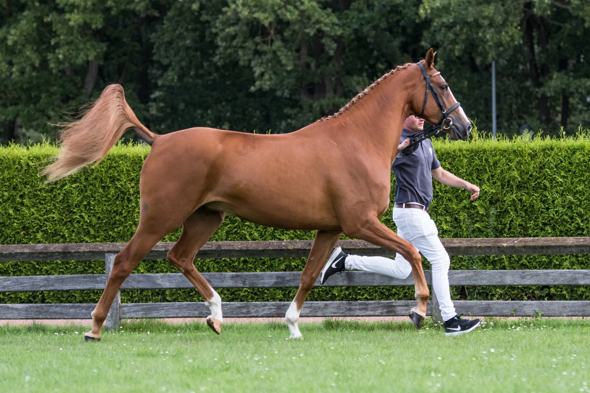 Mariana Tangelo Baltic