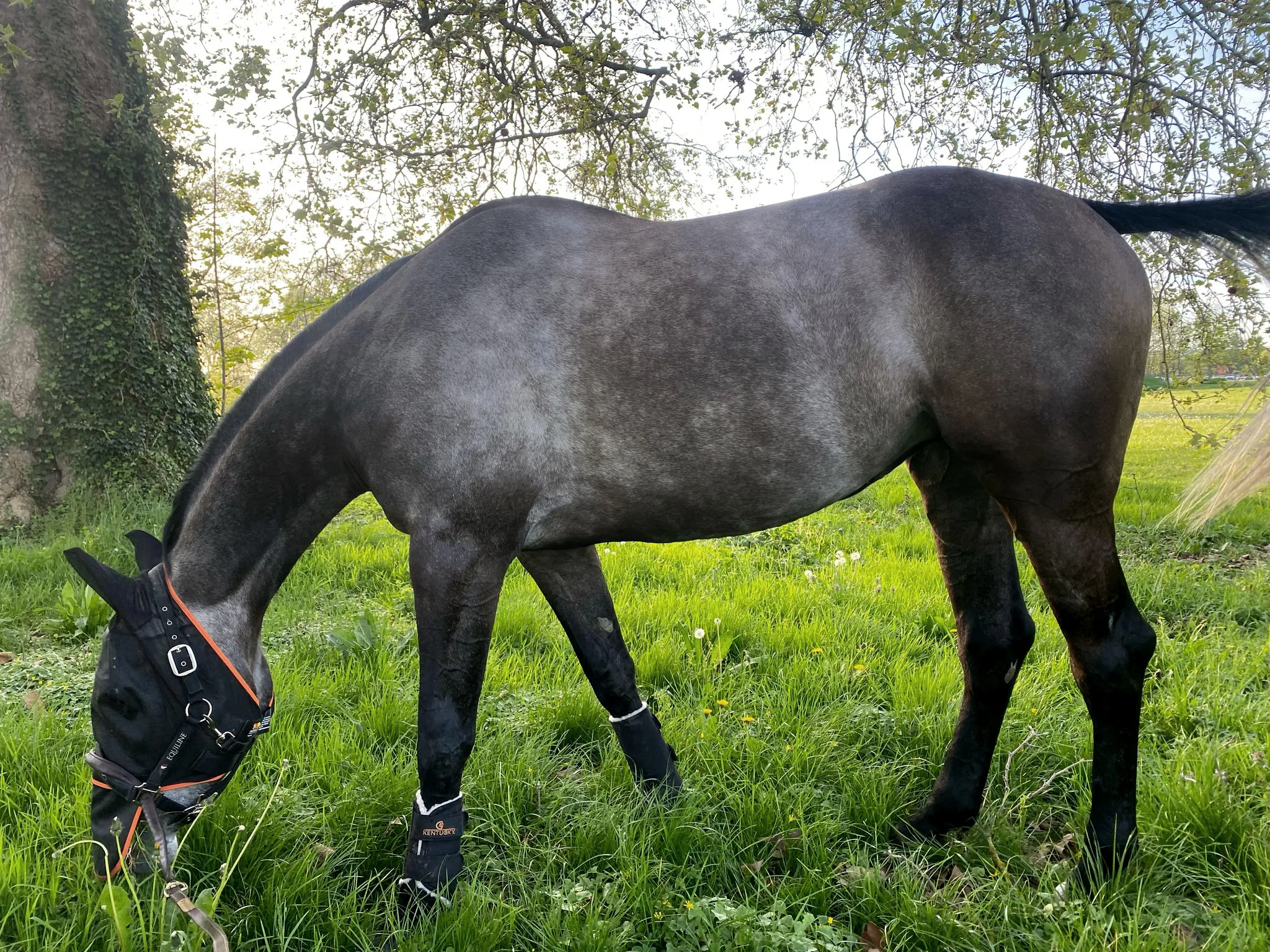 “Il ne suffit pas d’offrir un pré ou un box: il faut penser globalement à l’environnement du cheval et à son mode de vie”, préconise l’homme de cheval.