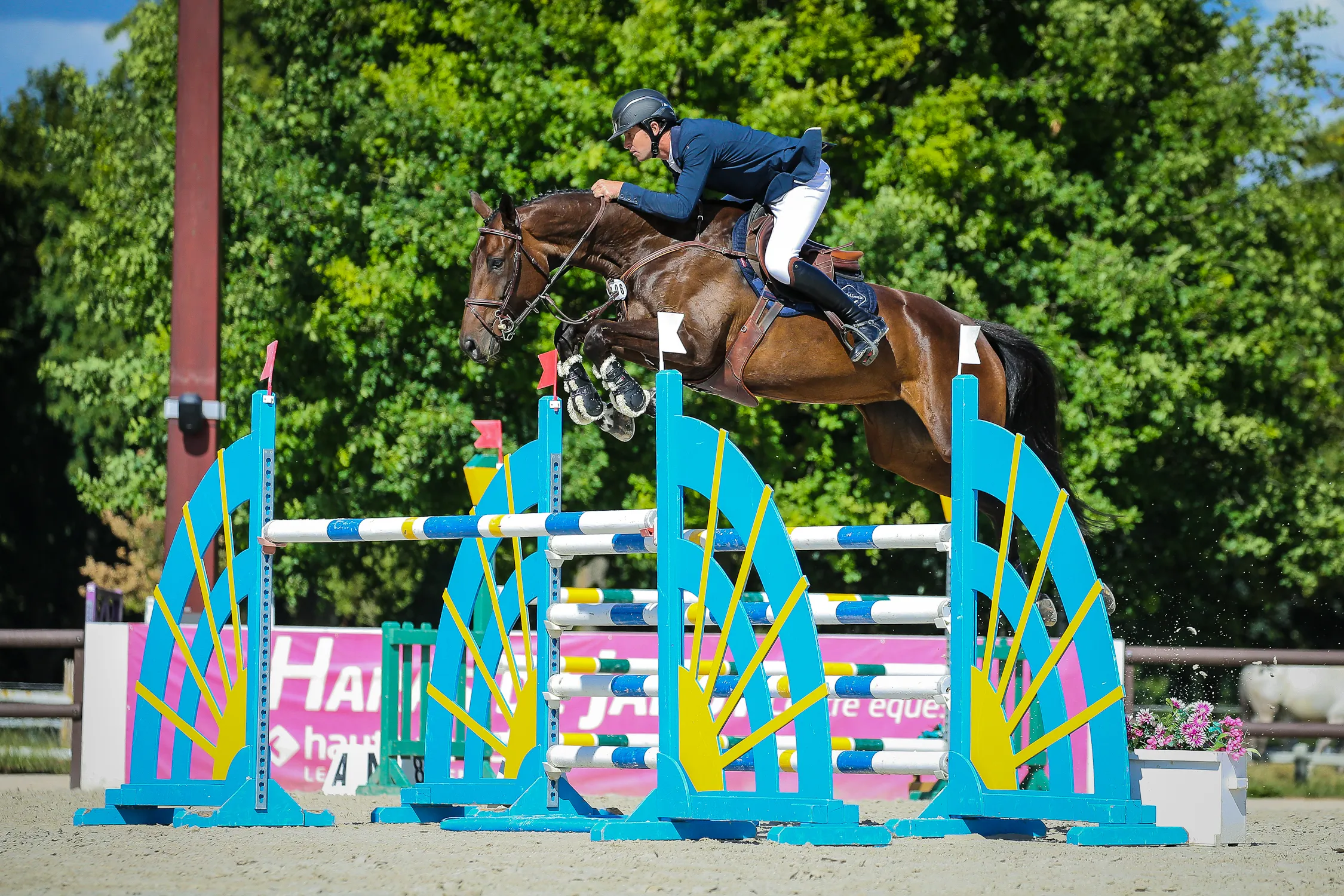 Birmane excelle dans les trois tests du complet, y compris en saut d'obstacles grâce notamment aux aptitudes de son père, Vargas Ste Hermelle. 