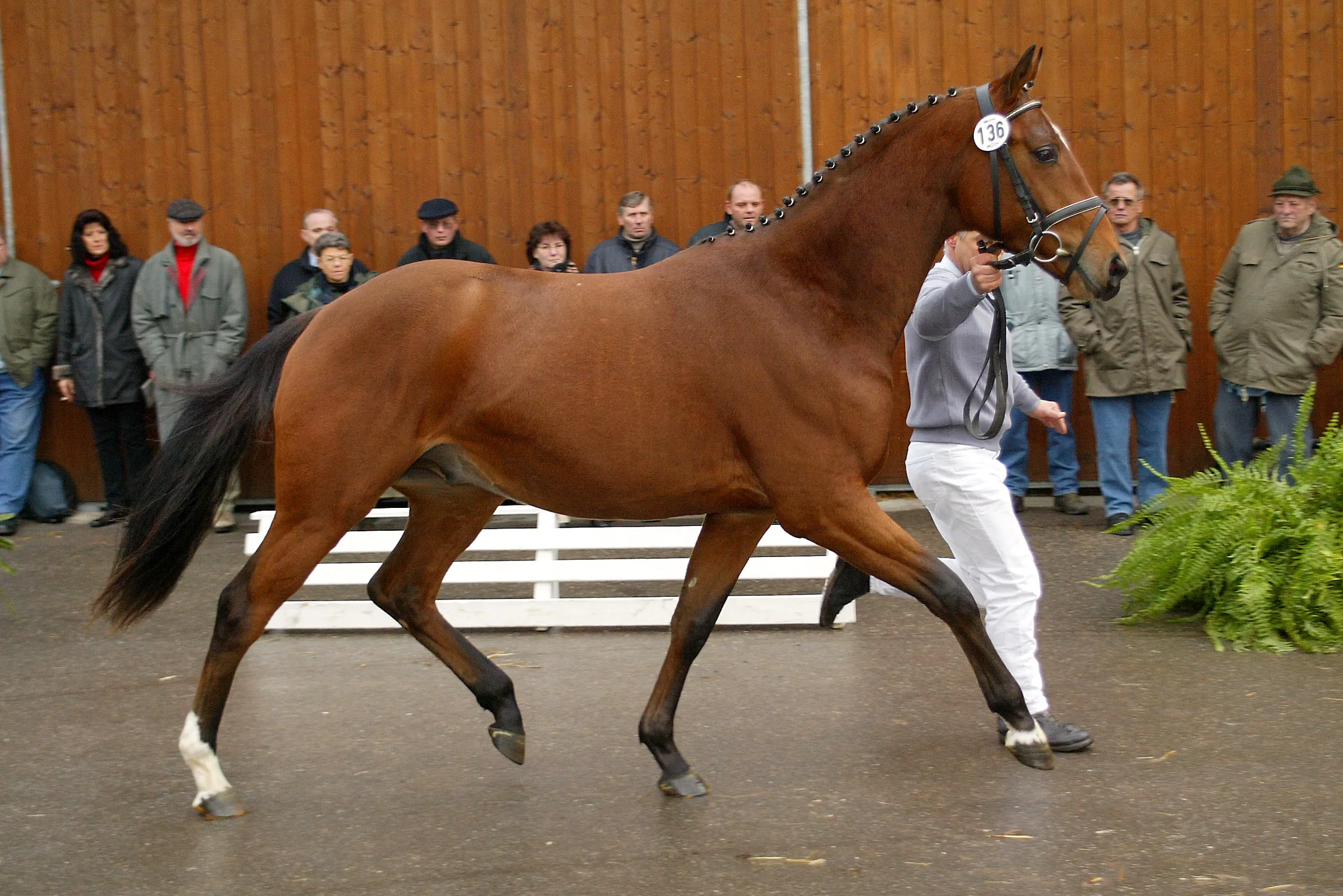 Présenté à deux ans et demi à la Körung du Bade-Wurtemberg, le futur crack, qualifié de “cheval sans intérêt avec une grosse tête”, n’avait guère séduit les juges du stud-book…
