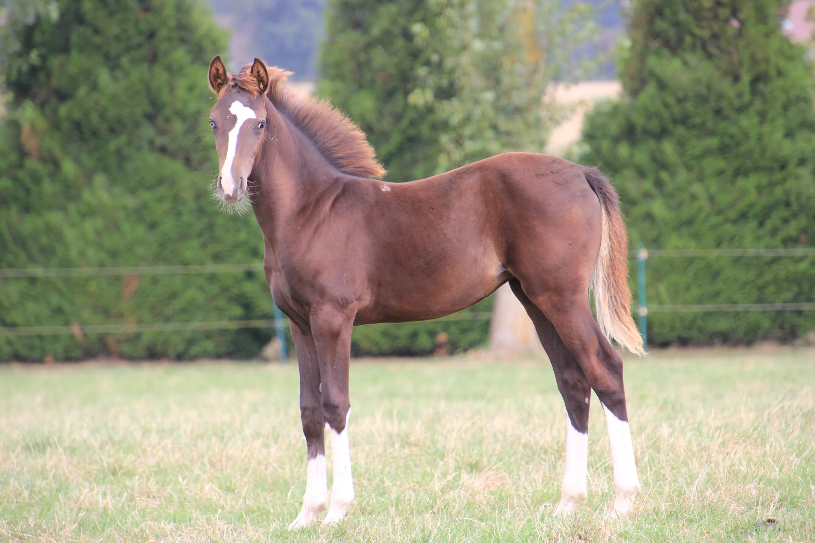 Produit de Lecoultre de Muze avec la soeur de Utamaro d'Écaussinnes