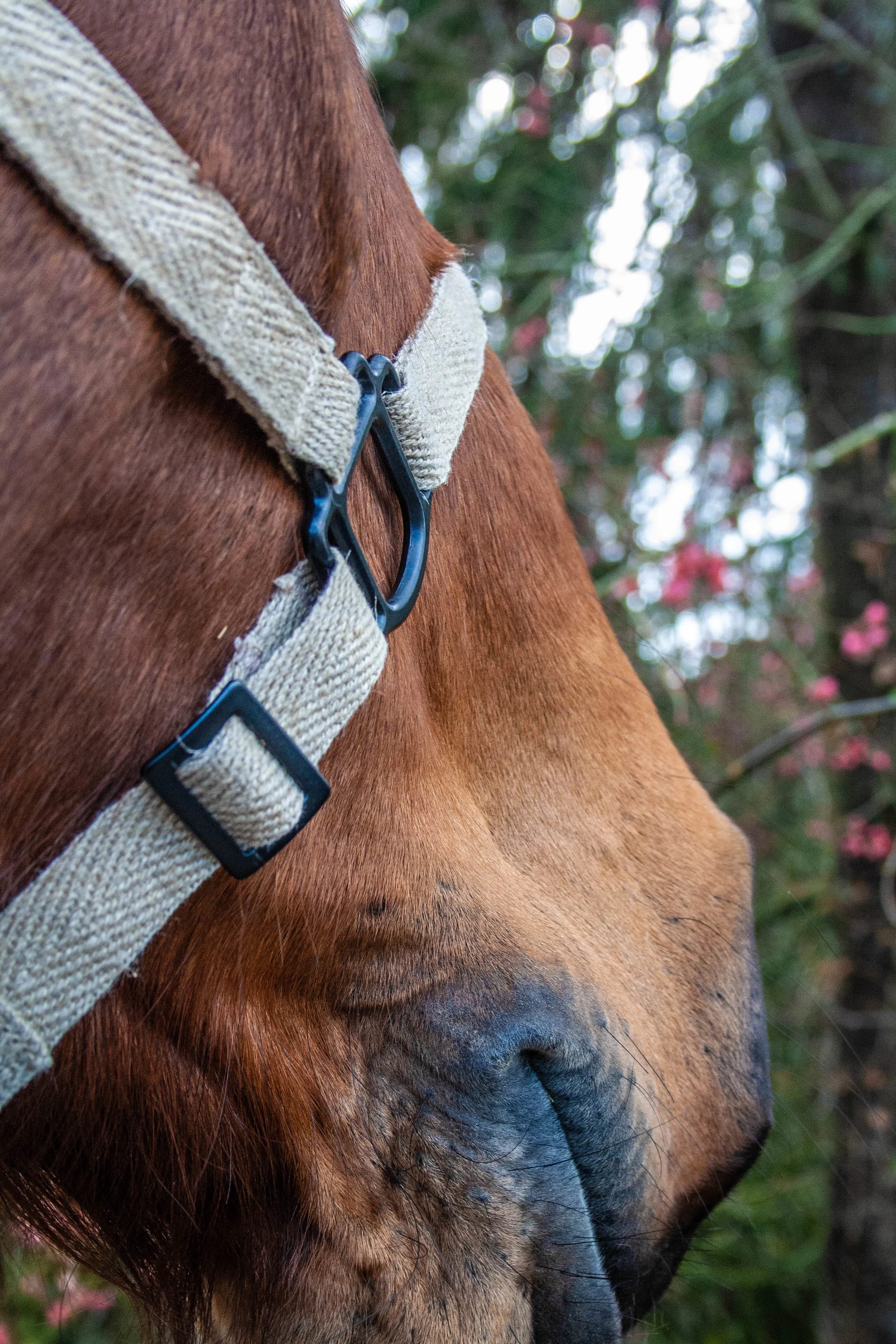 Halter Planet – Mélodie Suire