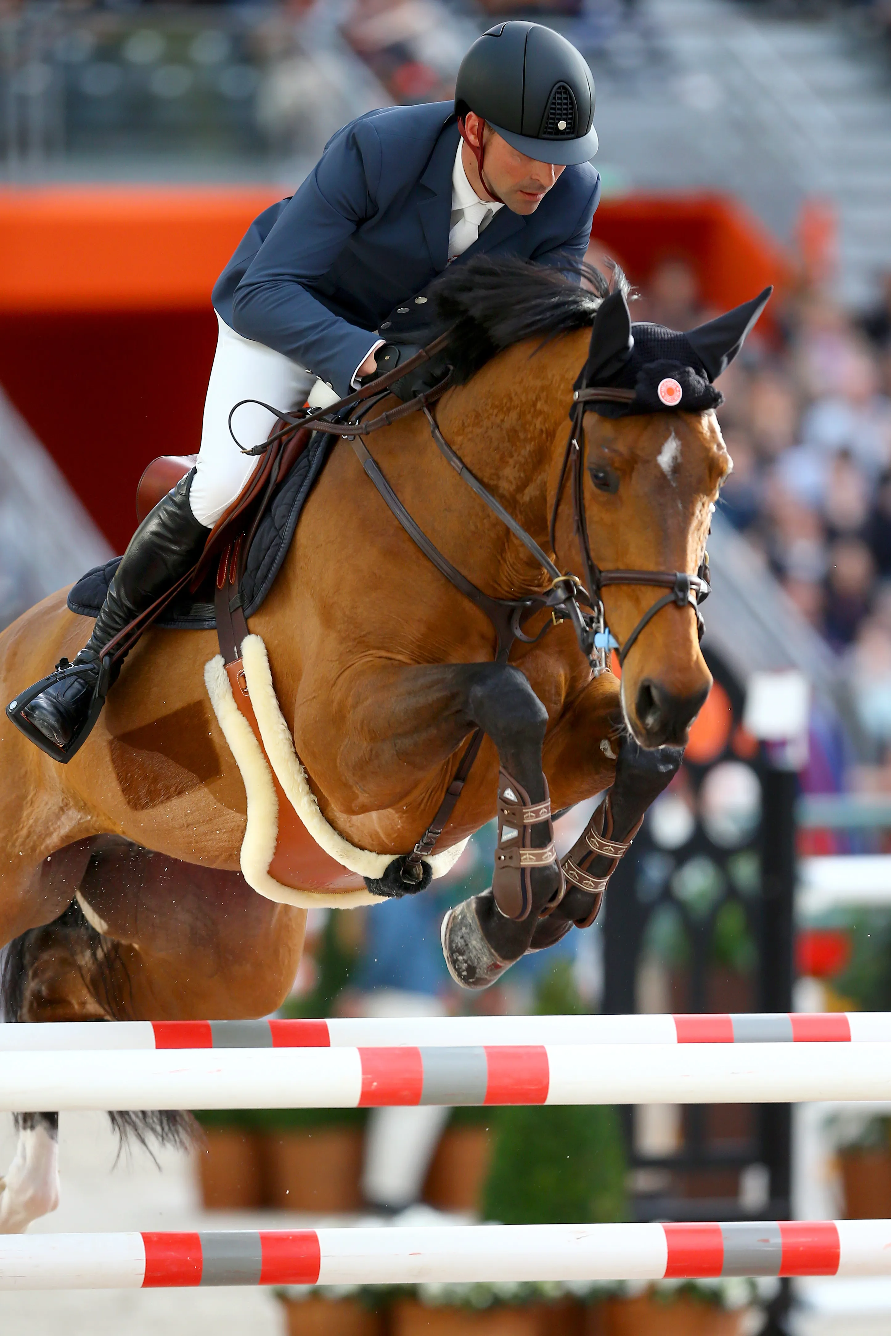 Aujourd'hui âgée de douze ans, Sherazade du Gevaudan peut notamment prendre le relai de Twentytwo des Biches.