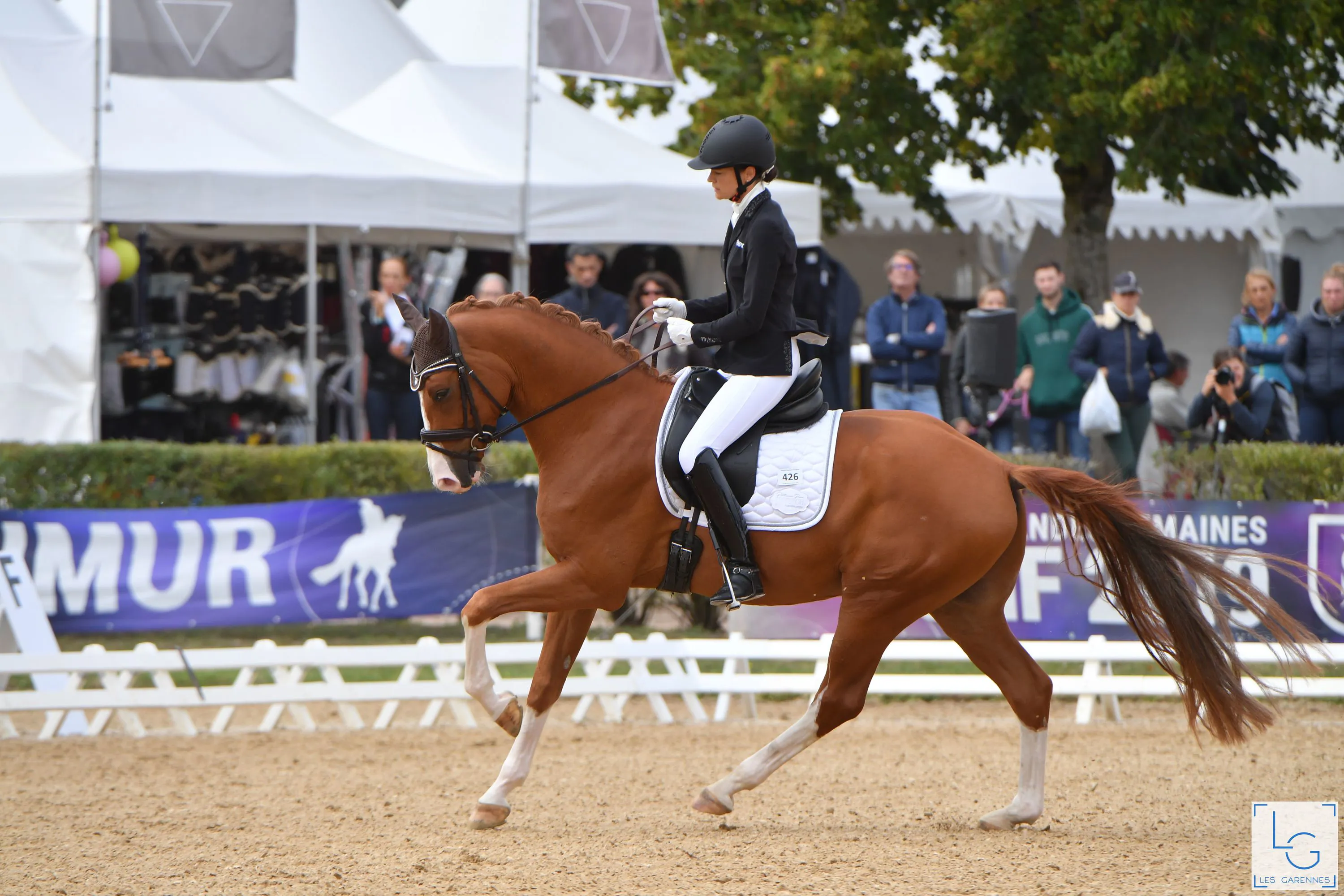 Djembe de Hus, champion de France des chevaux de quatre ans.
