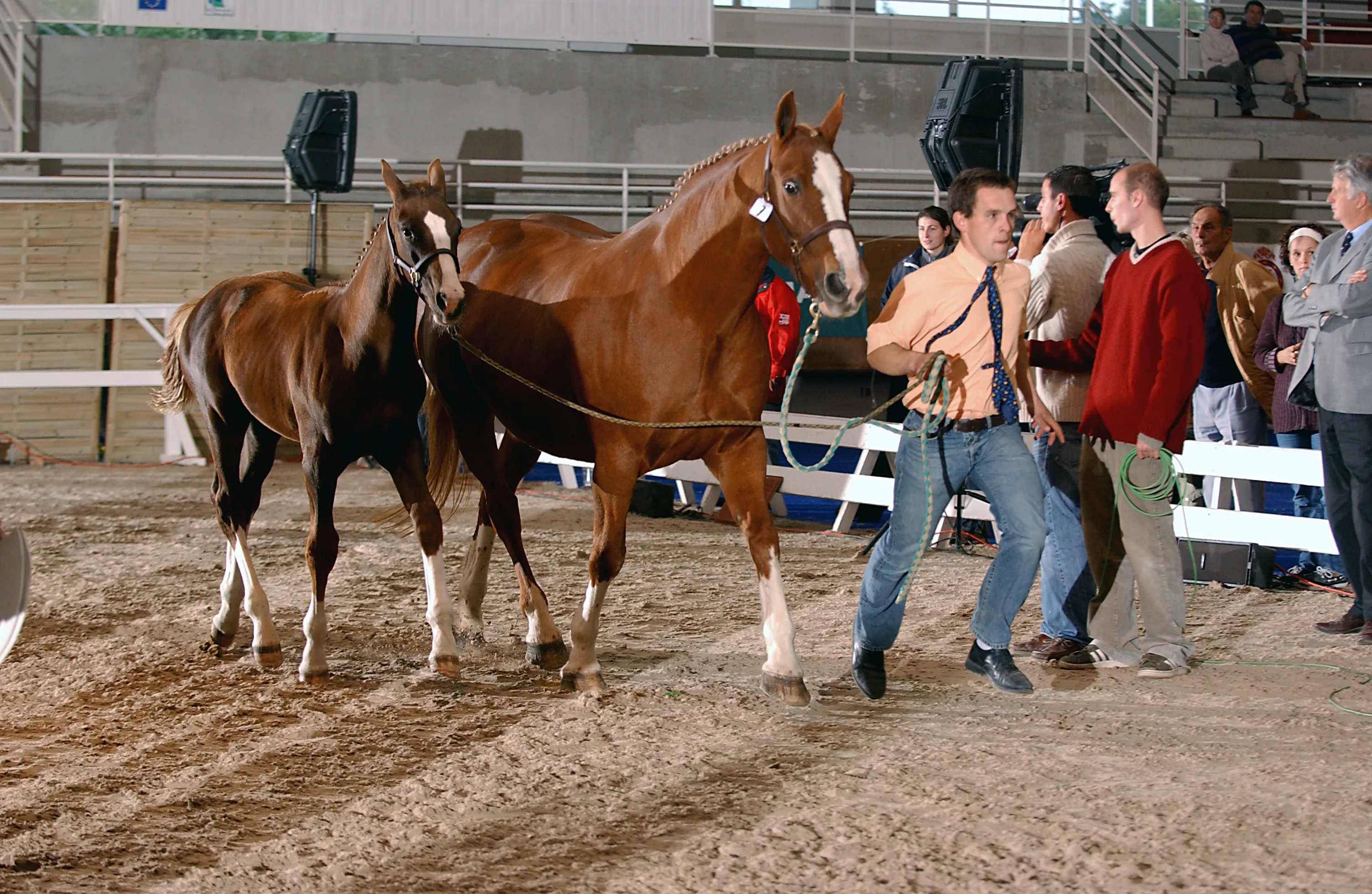 Fin 2004 à Saint-Lô, l'alezan brulé a remporté le titre de champion de France des foals Selle Français.