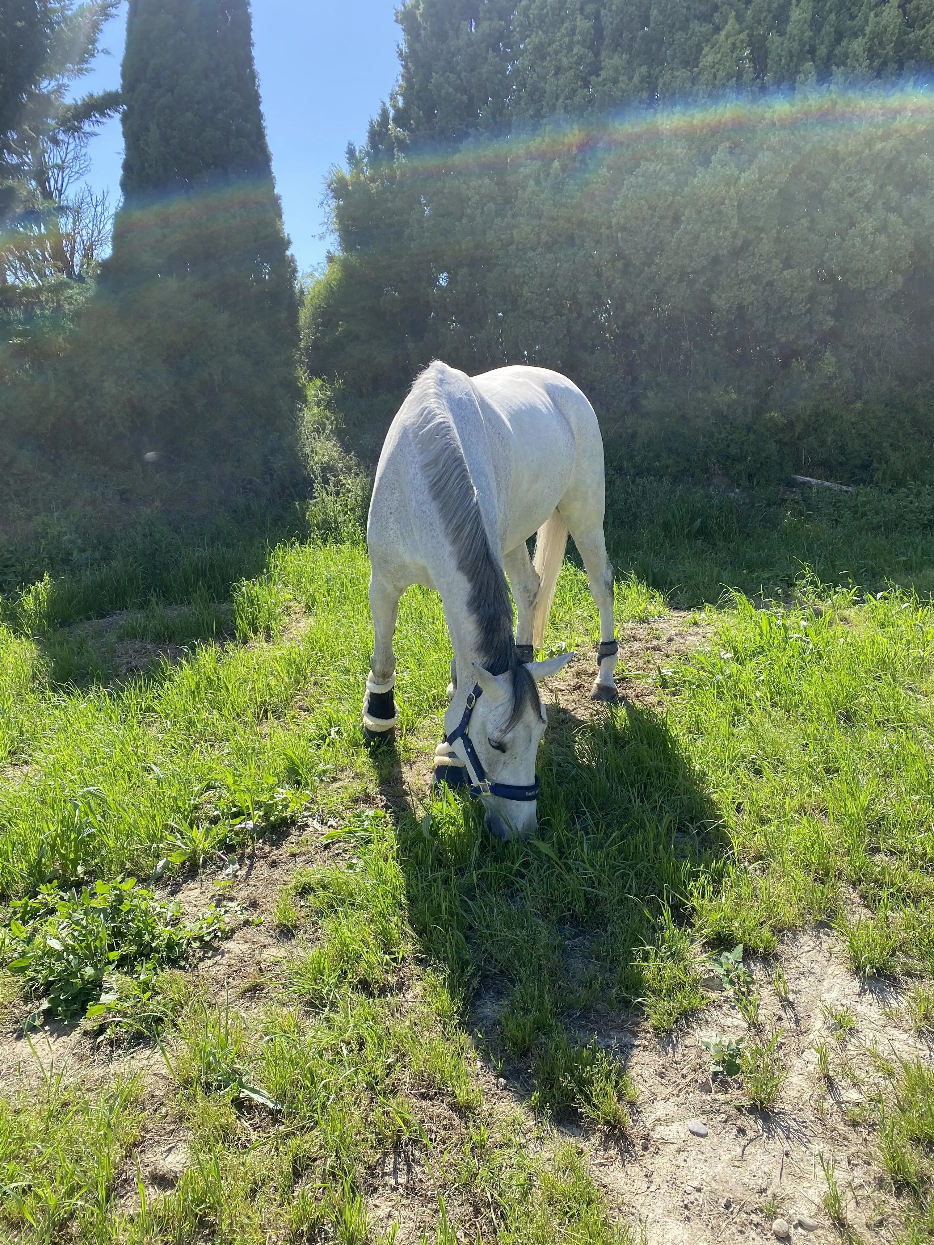 Attachante, Alouette d’Éole montre depuis ses plus jeunes années beaucoup d’énergie et de caractère.