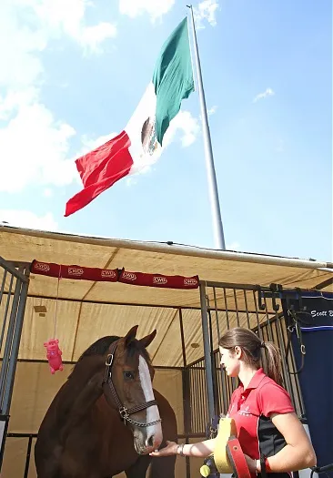Les chevaux sont installés depuis hier. Ici, Hello Forever, le cheval du Britannique Scott Brash.