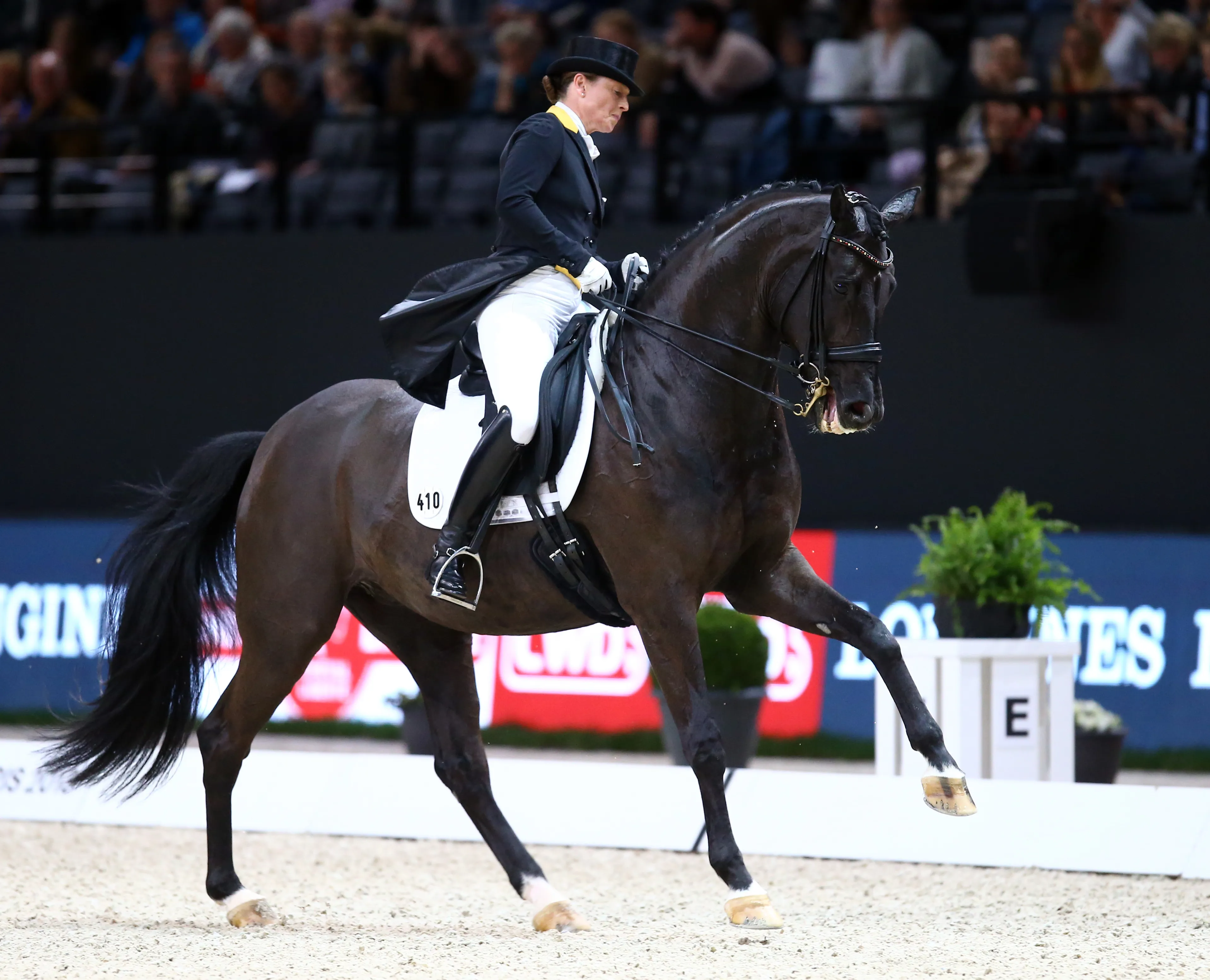 Aujourd'hui à Bercy, Isabell Werth et l'excellente Weihegold ont rebondi de la meilleure des manières.