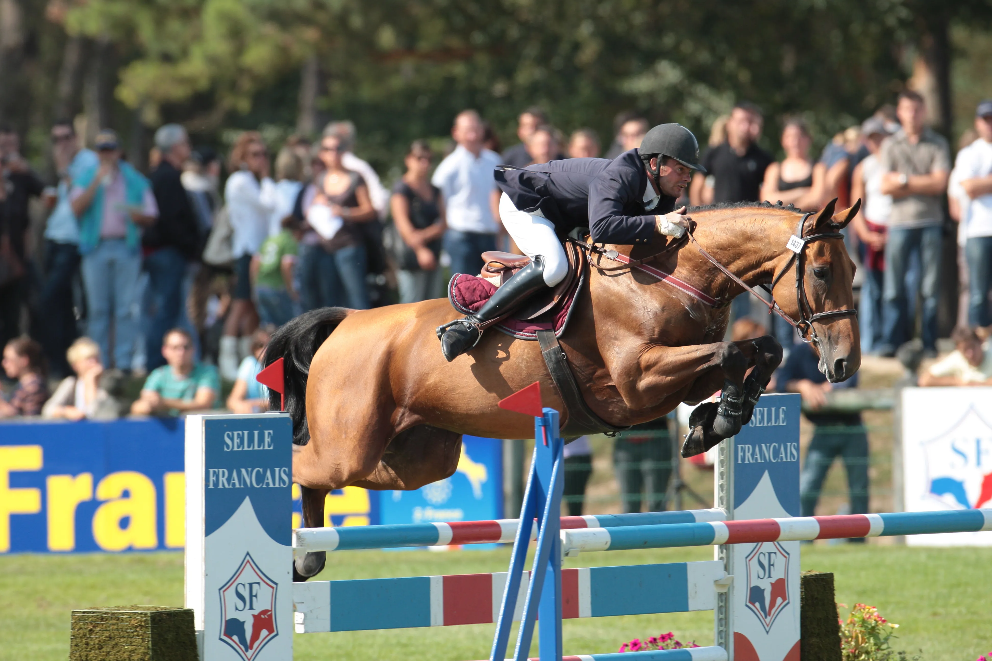 Pepyt' des Elfs a débuté la compétition avec Grégory Cottard sur le Cycle Classique des quatre, cinq et six ans.
